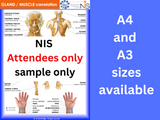 NIS Gland/Muscle Relationship Chart (includes pulses)