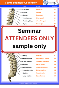 NIS Wall Chart Spinal Segment Correlation